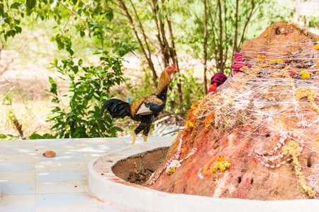 Rooster in the yard, Puttaparthi, Andhra Pradesh, India. Copy space for textのeditorial素材
