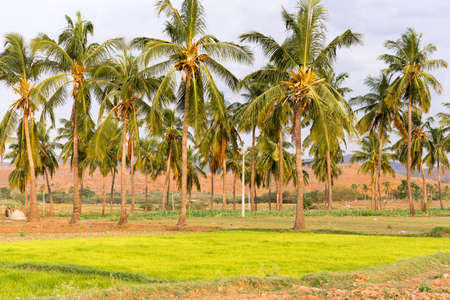 A view of the Indian rural landscape, Puttaparthi, Andhra Pradesh, India. Copy space for textの写真素材