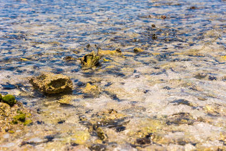 Seabed through crystal clear water. Marine blur background, rocky seabed through clear water in...