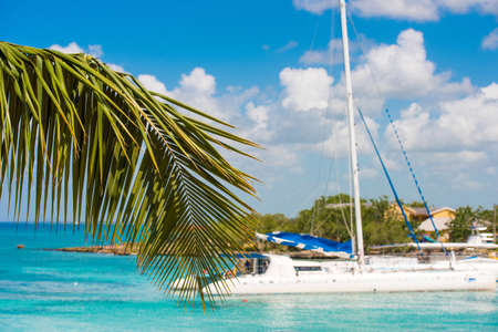 Palm branch on the background of the sea in Bayahibe, La Altagracia, Dominican Republic. Copy space for textの写真素材