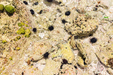Sea urchins on the ocean floor. Close-upの写真素材