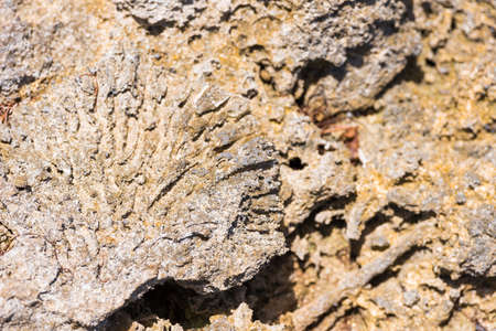Sea stone in Bayahibe, La Altagracia, Dominican Republic. Close-up.の写真素材