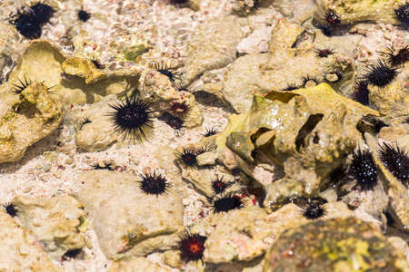 Sea urchins on the ocean floor. Close-up