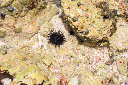 Sea urchins on the ocean floor. Close-upの写真素材