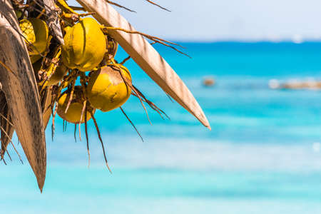 Coconuts on the background of the caribbean sea in Bayahibe, La Altagracia, Dominican Republic. Copy space for textの写真素材