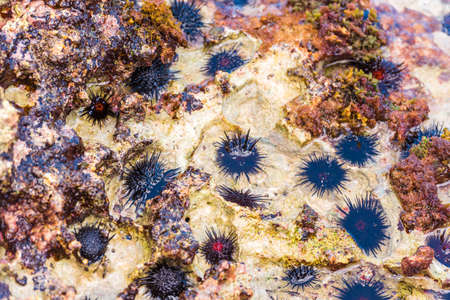 Sea urchins on the ocean floor. Close-upの写真素材