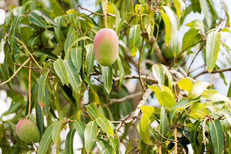 Fruits of mango on a branch of a tree with a blurred background, Vinales, Pinar del Rio, Cuba. Close-upの写真素材