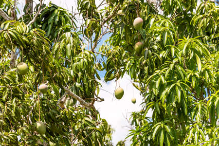 A view of the trees with mangoes, Vinales, Pinar del Rio, Cubaの写真素材