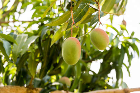 Fruits of mango on a branch of a tree with a blurred background, Vinales, Pinar del Rio, Cuba. Close-upの写真素材