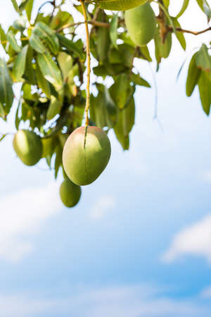 Fruits of mango against the sky, Vinales, Pinar del Rio, Cuba. Close-up. Copy space for text. Verticalの写真素材