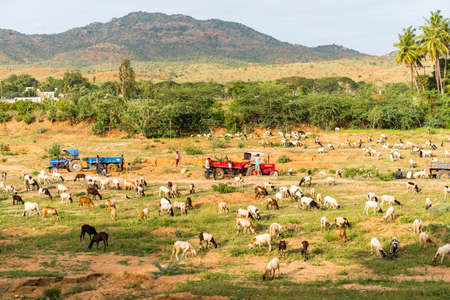 View of the Indian rural landscape, Puttaparthi, Andhra Pradesh, India. Copy space for text