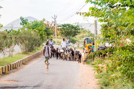 PUTTAPARTHI, ANDHRA PRADESH, INDIA - JULY 9, 2017: Shepherd and a herd of goats.のeditorial素材