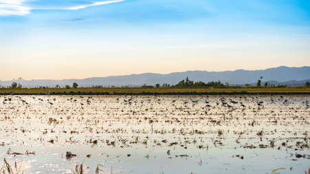 Ebro Delta estuary and wetlands, Tarragona, Catalunya, Spain. Copy space for textの写真素材