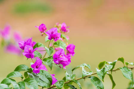 Beautiful flowers on a blurred background, Louangphabang, Laos. Close-upの写真素材