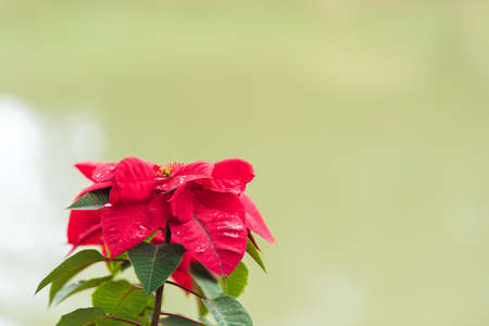 Flower Christmas star, Louangphabang, Laos. Close-up. Copy space for textの写真素材