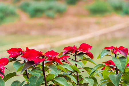 Flower Christmas star, Louangphabang, Laos. Close-up. Copy space for textの写真素材