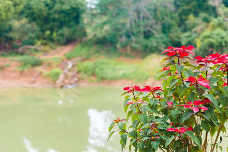 Flower Christmas star, Louangphabang, Laos. Close-up. Copy space for textの写真素材