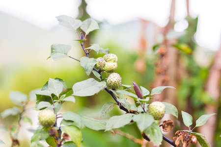 Lao beautiful flower closeup, Louangphabang, Laos. Close-upの写真素材