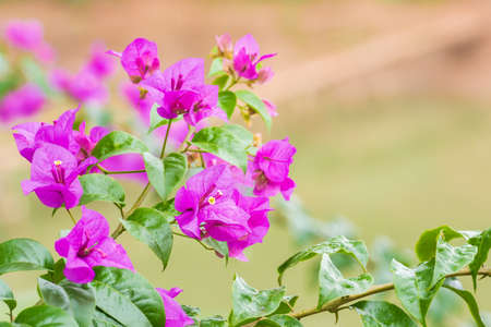 Beautiful flowers on a blurred background, Louangphabang, Laos. Close-up