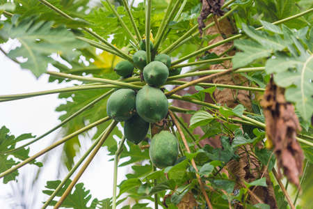 Figs on the blue sky background, Louangphabang, Laos. Close-upの写真素材