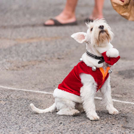 A dog in a suit at an exhibition of retro cars in Franceの写真素材