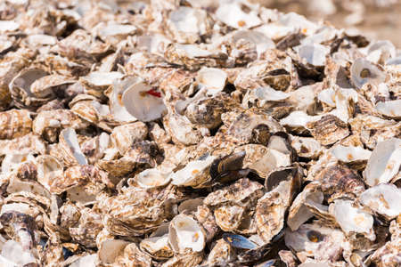 Oyster shells close-up, Leucate, France. Close-upの写真素材