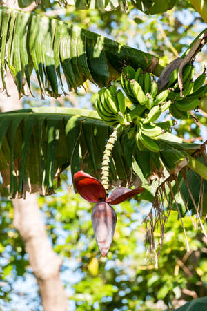 A lot of bananas on the tree. Blooming banana, Cuba, Havana. Close-up. Verticalの写真素材