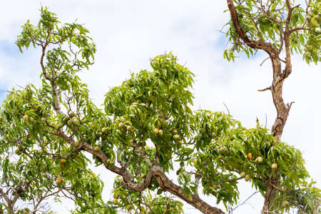 Mango on a tree, Cuba, Havana. Copy space for text.