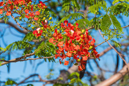 Red acacia against the blue sky, Trinidad, Sancti Spiritus, Cuba. Close-up