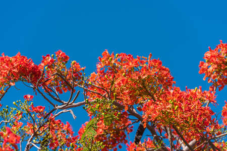 Red acacia against the blue sky, Trinidad, Sancti Spiritus, Cuba. Copy space for text