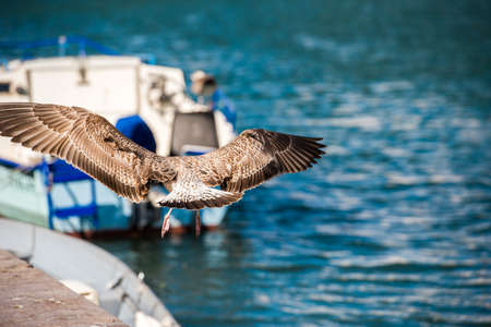 The seagull is flying over the water in Sete, Languedoc Roussillon, France. Close-upの写真素材