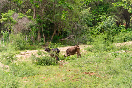 Two cows on a green glade, Trinidad, Sancti Spiritus, Cuba. Copy space for textの写真素材