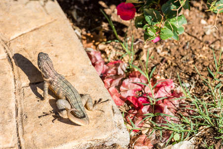 Lizard basking in the sun, Varadero, Matanzas, Cuba. Close-upの写真素材