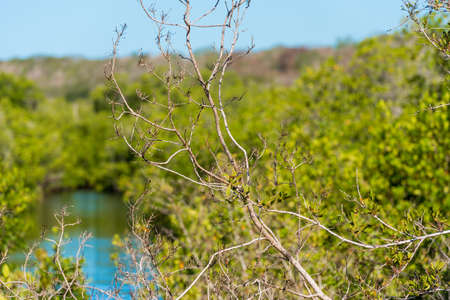 Branch of a tree against the background of water, Trinidad, Sancti Spiritus, Cuba. Close-upの写真素材