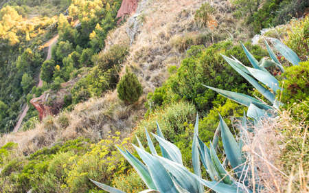 Agave on the mountainside in Siurana, Tarragona, Spain. Close-upの写真素材