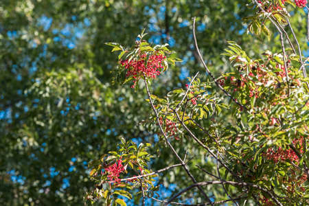 Red berries on a tree branch in Siurana, Tarragona, Spain. Close-up