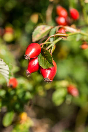 Dog-rose on a branch close-up, Siurana, Catalunya, Spain. Blurred background. Verticalの写真素材