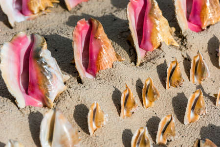 Beautiful tropical shells on the beach in Punta Cana, La Altagracia, Dominican Republic. Close-upの写真素材