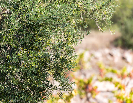 Green olives on a tree in the garden, Siurana, Catalunya, Spain.の写真素材