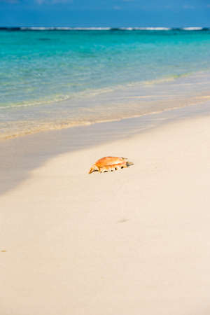Seashell on the sandy beach, Maldives, Indian Ocean. Copy space for text. Verticalの写真素材