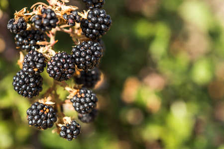 Wild blackberry on a branche in Siurana, Catalunya, Spain. Close-upの写真素材
