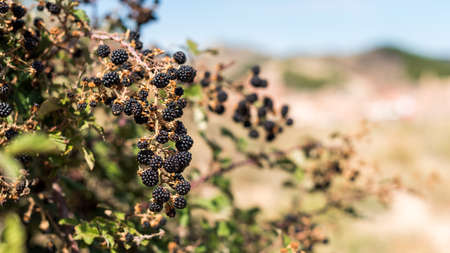 Wild blackberry on a branche in Siurana, Catalunya, Spain. Close-upの写真素材