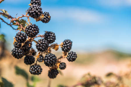 Wild blackberry on a branche in Siurana, Catalunya, Spain. Close-upの写真素材