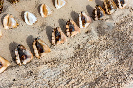 Beautiful tropical shells on the beach in Punta Cana, La Altagracia, Dominican Republic. Close-up
