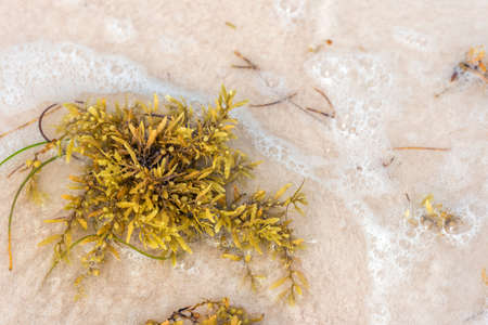 Seaweed on a sandy beach in Punta Cana, La Altagracia, Dominican Republic. Close-upの写真素材