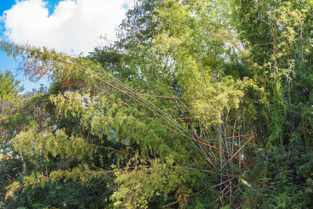 Branches of trees against the sky, Louangphabang, Laosの写真素材