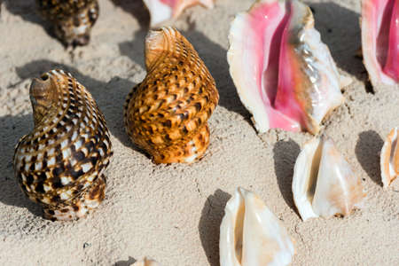 Beautiful tropical shells on the beach in Punta Cana, La Altagracia, Dominican Republic. Close-upの写真素材