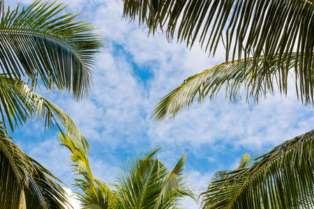 Palm trees against the blue sky, Maldives islands. Close-up