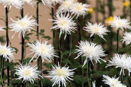 White chrysanthemums in Japanese greenhouse. Close-upの写真素材