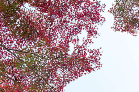 Japanese red maple leaves against the sky, use for background in japan autumn concepts. Bottom viewの写真素材